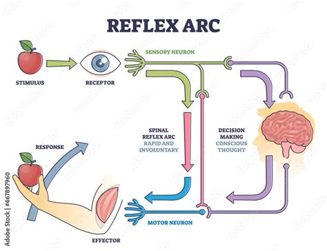 Sensory Neuron Diagram Labeled