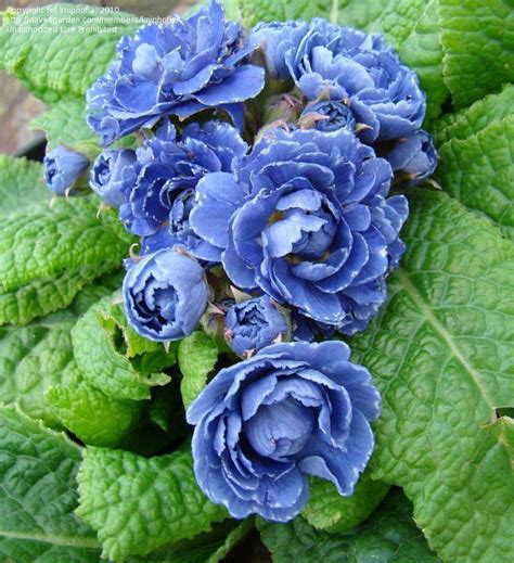 Plantfiles Pictures English Primrose Blue Sapphire Primula Vulgaris