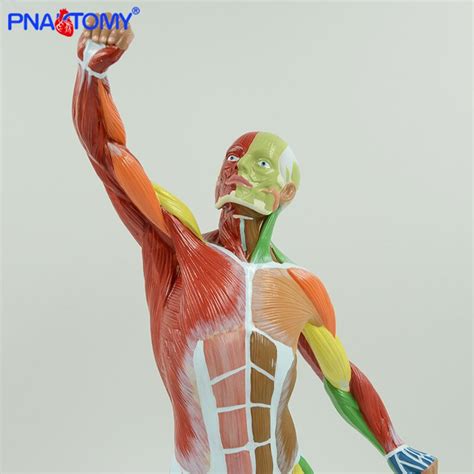 Colored Muscular Figure Model 50cm Height Human Muscle Anatomy Medical