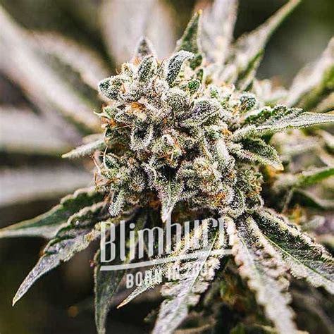 GMO | Buy Cannabis Seeds | Free Shipping