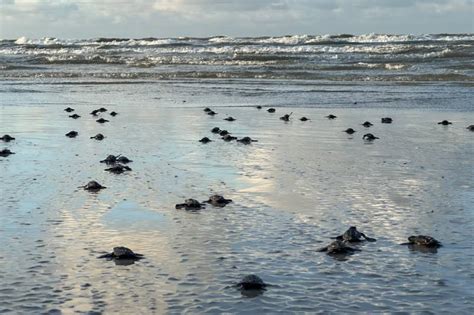 52 Tartarugas Marinhas Nascem Em Praia Paraense