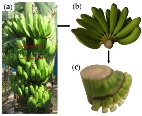 Agronomy Free Full Text Effects Of Morphological And Anatomical