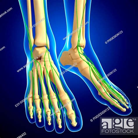 Illustration Of Human Foot Skeleton With Lymphatic System Stock Photo