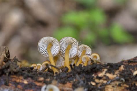 Mycena Renati Commonly Known As The Beautiful Bonnet Is A Species Of