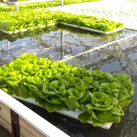 Dwc Aquaponics XPS Polystyrene Size Vertical Water Farming Hydroponic