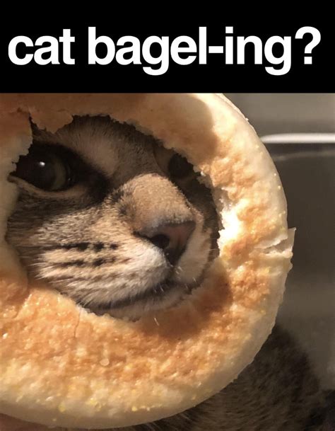 Can Bagels Replace Bread Beautiful Cats Cat Love Cats