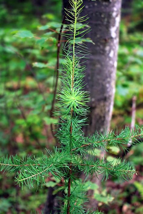 Darmowy Obraz Drewna Drzewa Natura Li Las Ro Lin Li Ci Krajobraz