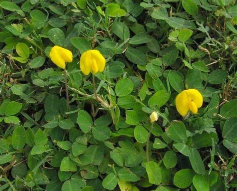 Arachis Alchetron The Free Social Encyclopedia