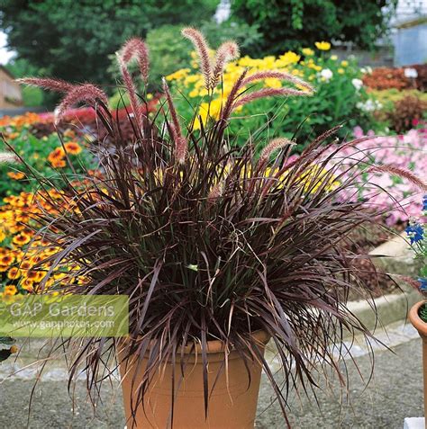 Pennisetum Setaceum Rubrum Pot P Central Jardin Ubicaciondepersonas