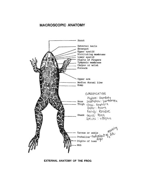 Frog Atlas Parts Of Frog Macroscopic Anatomy R Snout