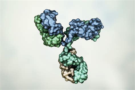 Canine Coronavirus Nucleoprotein Antibody The Native Antigen Company