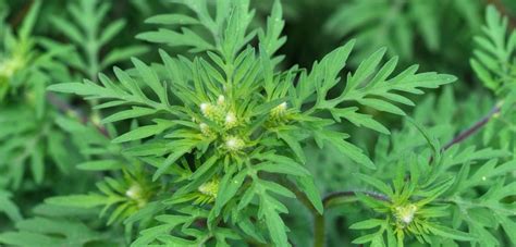 All About Ragweed Allergy Symptoms Signs And Avoidance