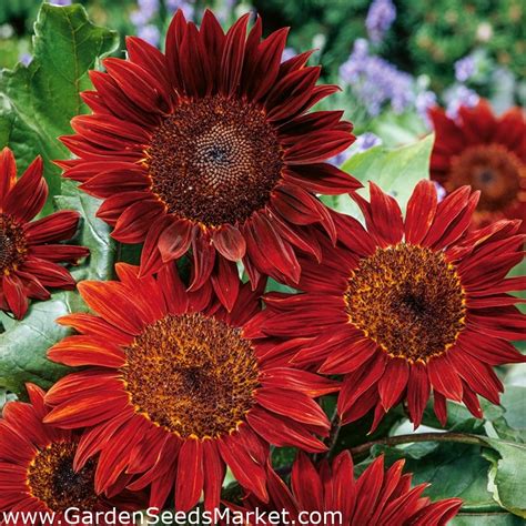 Tournesol Ornemental Red Sun Graines 100g Helianthus Annuus