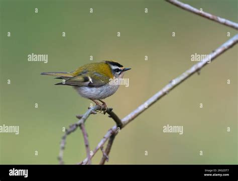 Common Firecrest (Regulus ignicapilla) sitting on a branche in its ...