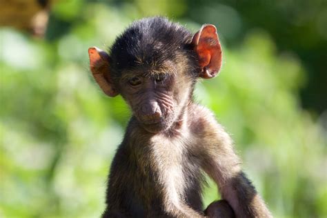 Baby Baboon - Serengeti National Park | Shutterbug