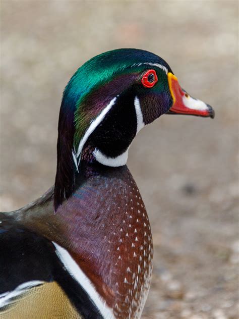 Wood Duck Free Stock Photo Public Domain Pictures