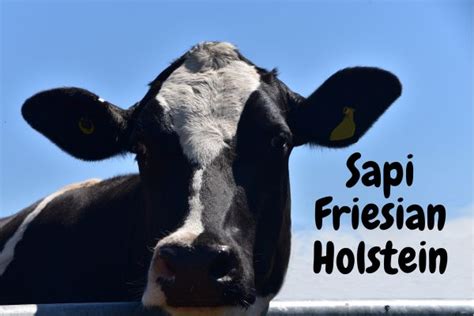 Mengenal Sapi Friesian Holstein, Sapi Perah Favorit Peternak - KAN ...