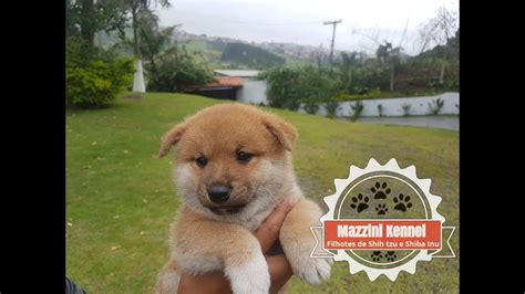 44 SHIBA INU NINHADAS NOV 2017 BRA MAZZINI KENNEL YouTube