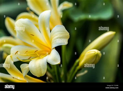 South Africa Clivia House Plant Hi Res Stock Photography And Images Alamy