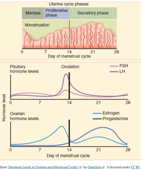 the uterine cycle Diagram | Quizlet