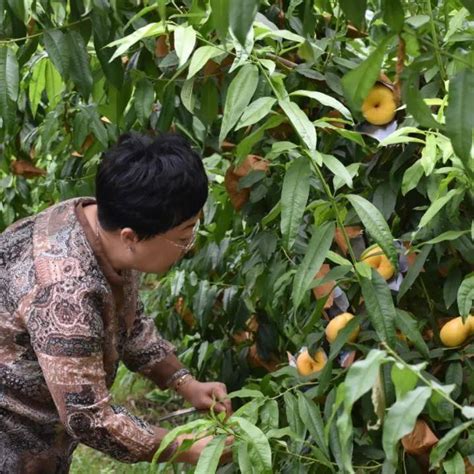 故城县饶阳店镇南庄村：蟠桃丰收枝头俏 果农田间乐弯腰种植发展群众