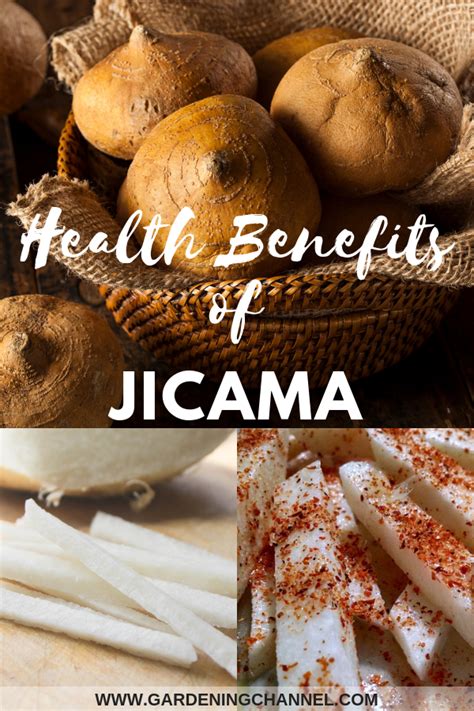 Health Benefits Of Jicama Health Benefits Benefit Health