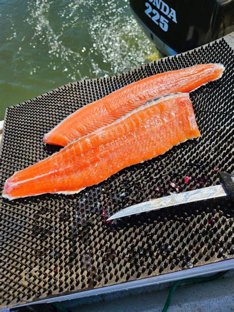 Collins Lake Fish Report Browns Valley Ca Yuba County