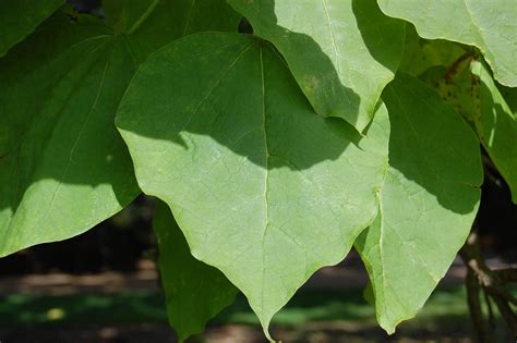 Katalpa Catalpa Surmia Zwyczajna Bignonioides Cm Ceny I Opinie