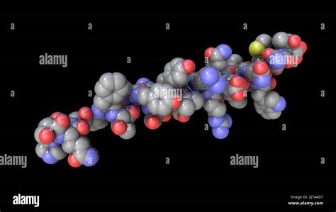 Glucagon hormone molecule, illustration Stock Photo - Alamy