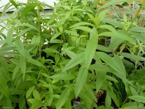 12 Natural Mosquito Repellent Plants - 1001 Gardens