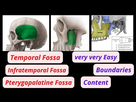 Infratemporal Fossa