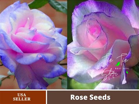 Rare Seed Stifling Remorse Rose Seed Flower For Planting