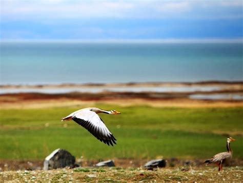 Qinghai Lake & Bird Island | Bird island, Qinghai, Lake