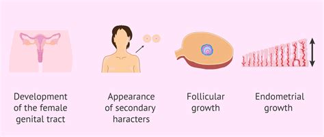 Male Female Sex Hormones Definition Functions