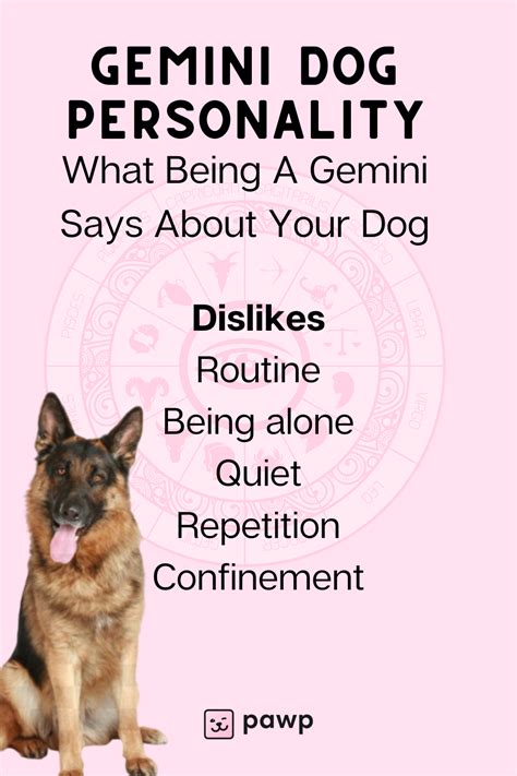 Gemini Dogs Are Natural Communicators Which Can Sometimes Come Across