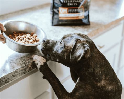 Switching Your Dog Food Cold Turkey? Here's What You Need To Know [Step ...