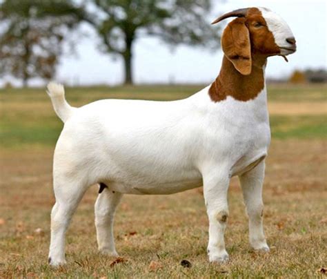 12 Popular Goat Breeds Successful Farming