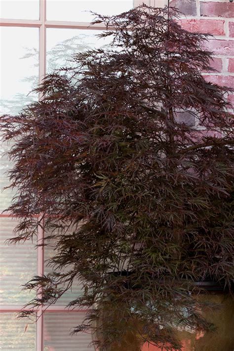 Buy Red Select Japanese Maple Free Shipping 3 Gallon