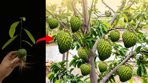 How To Grow Soursop Using Simple Methods To Get More Fruit Youtube