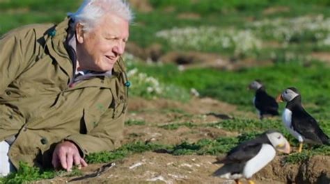 Attenborough S Wild Isles Shows Us Our Own Spectacular Nature Bbc News