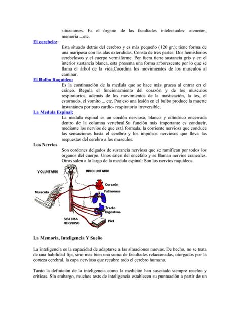 Sistema Nervioso PDF Descarga Gratuita