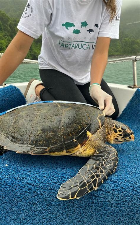 Espécie de tartaruga marinha ameaçada é encontrada em Angra dos Reis