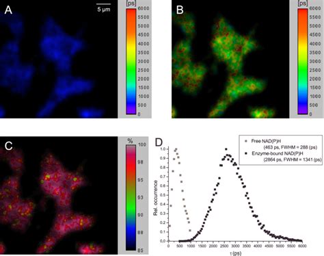 Biexponential Flim Based On Nadph Fluorescence In Min6 Cells A Download Scientific Diagram