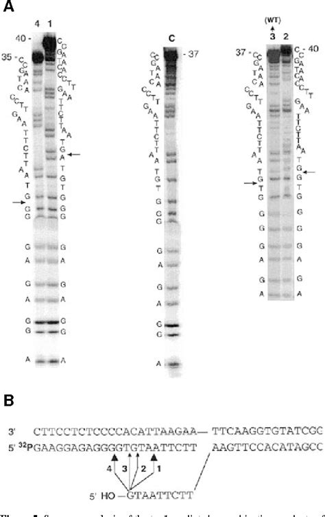 Figure 4 From Human DNA Topoisomerase I Mediated Cleavage And