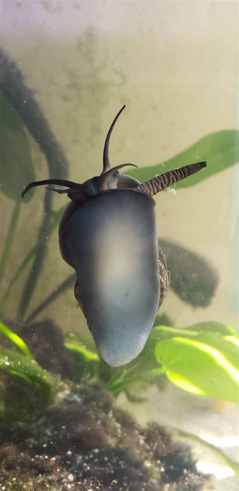 Snail Girl Is Showing Off Her Siphon This Morning Raquariums