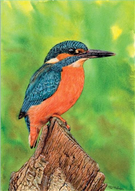 How To Paint A Kingfisher In Watercolour Step By Step With Paul