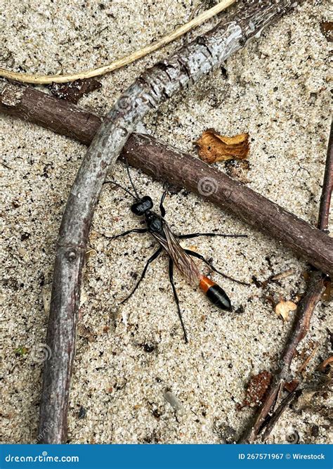 Vertical Shot Of The Thread Waisted Wasp Sphecidae On The Sand In The