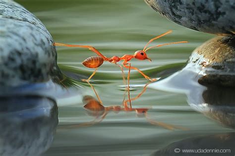 Walking On Water By Uda Dennie Insects Pinterest