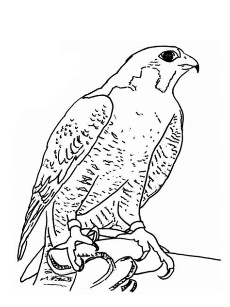 Peregrine Falcon Coloring Page