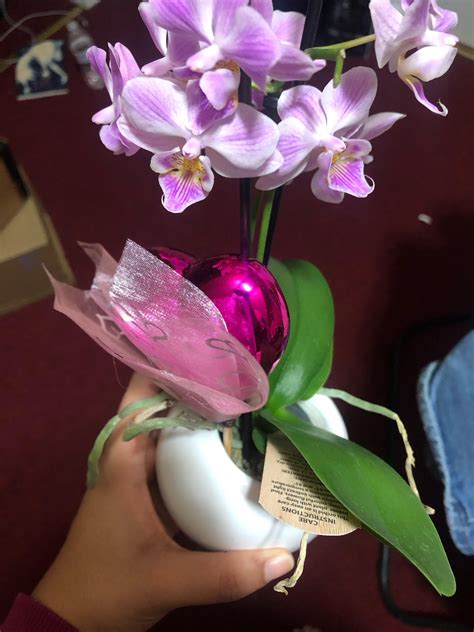 I just got these orchids as a valentine gift, i’m not good at taking ...